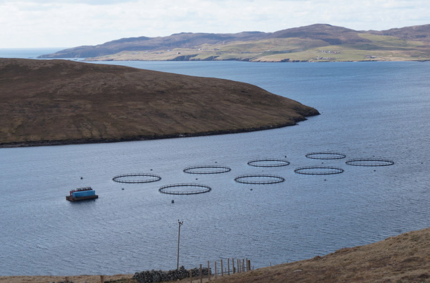 Salmon farm in Gon Firth. Photo: Mike Pennington, Creative Commons Licence