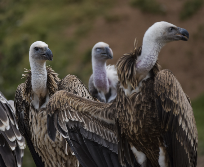 A committee of vultures. Public domain image.